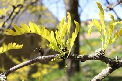 Gleditsia triacanthos 'Sunburst' - dřezovec trojtrnný - listy jaro a pupeny květů